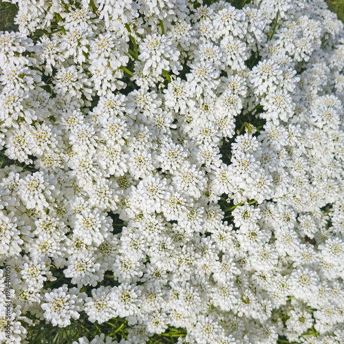 Blühende Schleifenblumen,Iberis, im Frühling