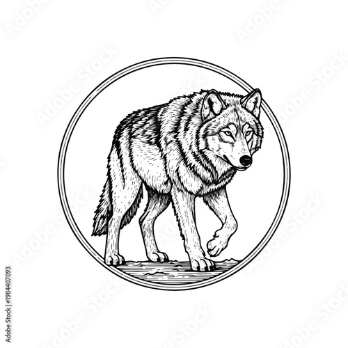 Wolf walking in circular frame slowly.