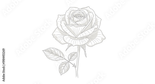 A delicate sketch of a blooming rose with leaves, showcasing intricate floral details and a graceful stem, rendered in a classic artistic style