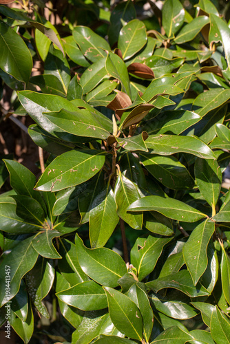 Glossy Green Leaves and Bud...