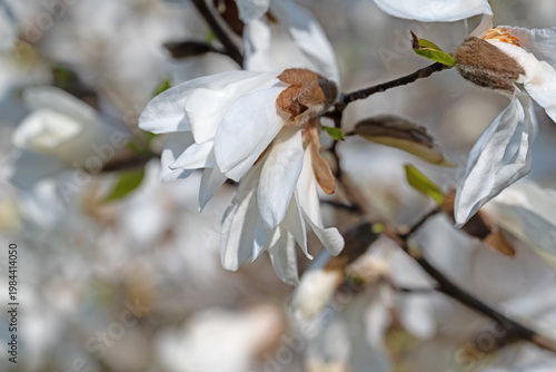Weißblühende Magnolien, Magnolia, in einer Nahaufnahme