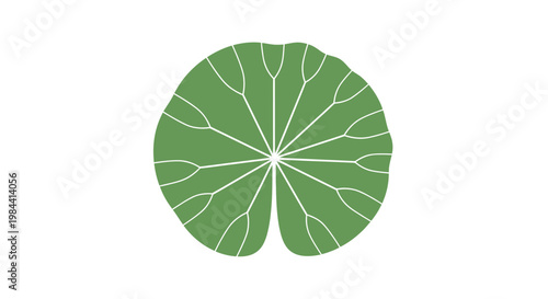 Green leaf with white veins pattern.