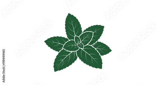 Green leafy plant with white veins.