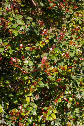 Vibrant Red New Growth and Green Leaves of Red Robin Photinia Shrub