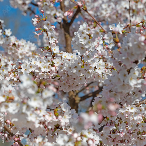 Zierkirschen mit weißen Blüten