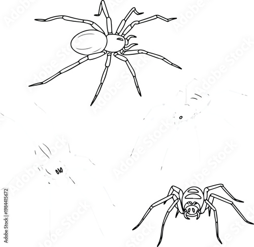 spider on a white background