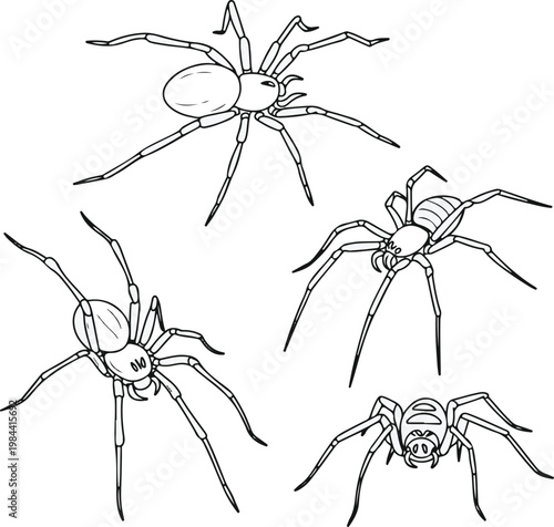 spider isolated on white background