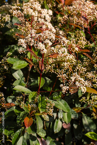Lush Clusters of White Phot...
