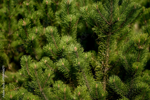 Mountain pine , Pinus mugo, in spring. in the garden