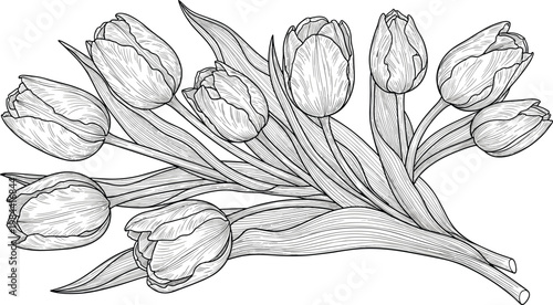 Detailed hand drawn tulip bouquet line art vector illustration with fine shading and long leaves isolated on white background for botanical wall art and coloring page design