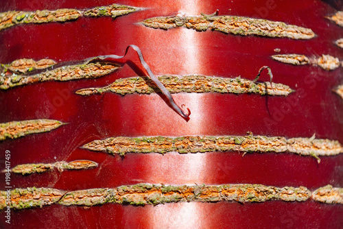 Cuadro en lienzo A closeup of the red bark of Prunus serrula. birch bark cherry