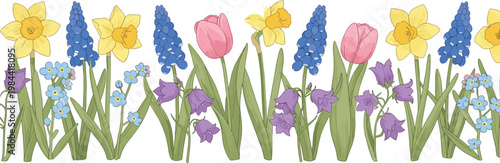 Seamless spring flower horizontal border arrangement with yellow daffodils pink tulips blue muscari and purple bellflowers isolated on white background for garden design