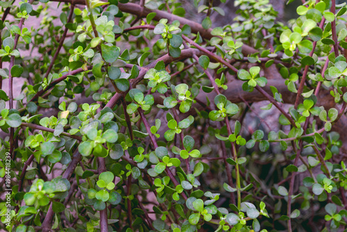 Quadro su tela Dense succulent vine with round leaves and red stems