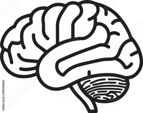 A simplified illustration of the human brain's side view showing its major folds and structure