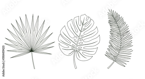 Collection of elegant hand-drawn tropical palm and fern leaf illustrations, perfect for design projects