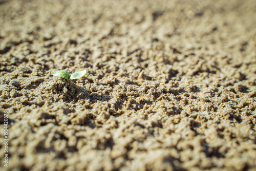 Fotografija Tiny sprout emerges from sandy soil, hope blooms anew