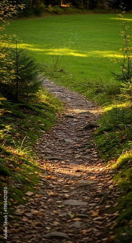 Sunlit forest path winding through trees with fallen leaves and green grass field in background