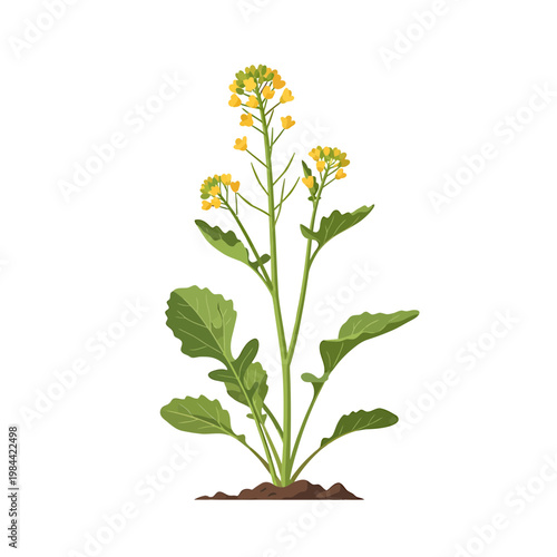 Vector Illustration of a Flowering Canola Rapeseed Plant