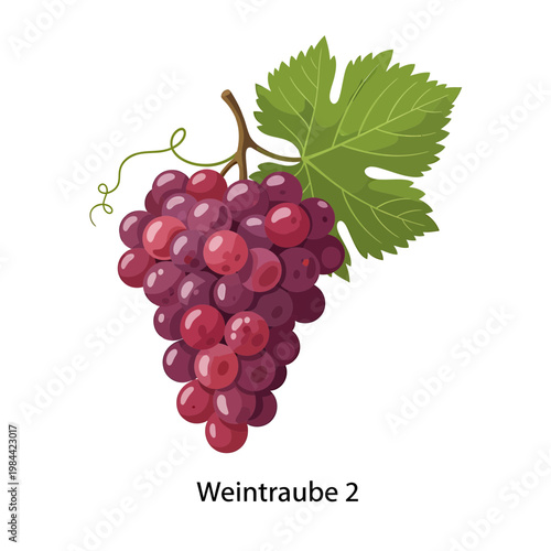 Fresh Red Grape Bunch with Leaf Vector Illustration