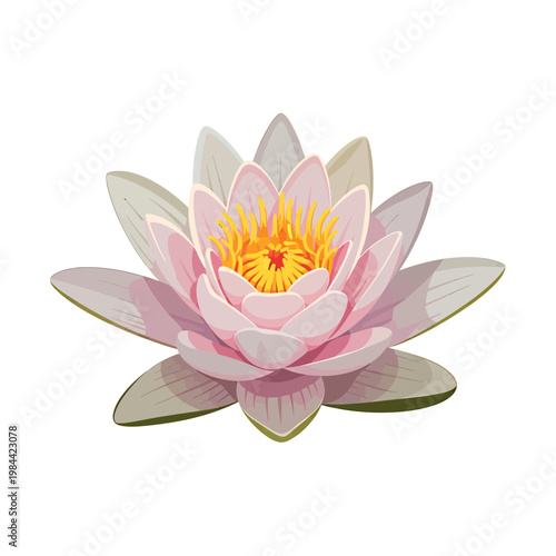 Pink Water Lily Lotus Flower Vector Illustration on White Background