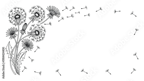 Delicate hand drawn dandelion flowers with airborne seeds forming a gentle natural frame perfect for spring themed graphic resources and decorative background elements