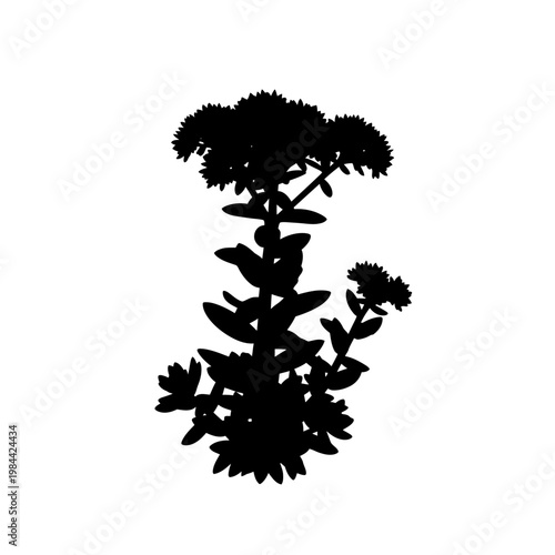 Black Silhouette of a Flowering Plant Vector Illustration on White