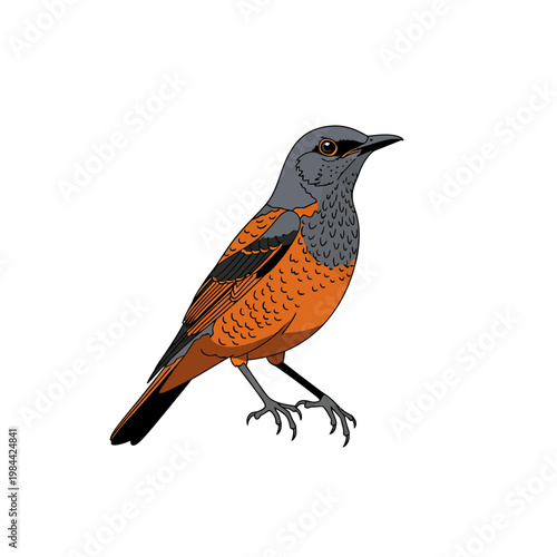 Vector illustration of a colorful bird with orange and grey feathers