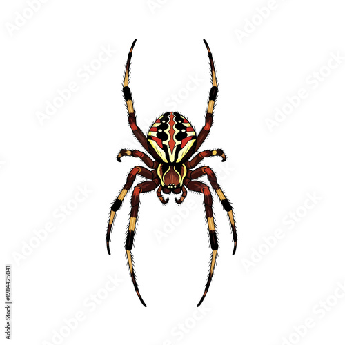 Detailed Colorful Spider Vector Illustration Isolated on White