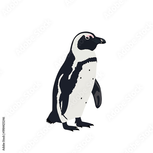 African Penguin Vector Illustration Isolated on White