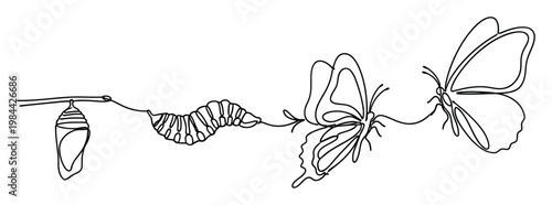 Continuous line drawing illustrating the butterfly life cycle from chrysalis to caterpillar to emerging and fully formed insect, perfect for educational or inspirational projects