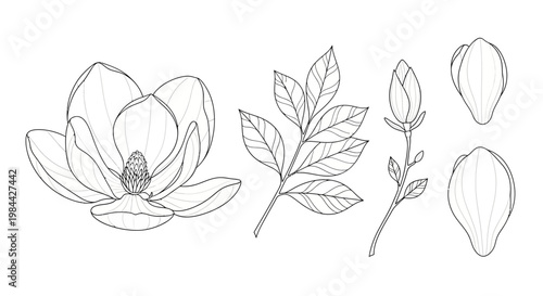 Hand-drawn botanical illustration of magnolia flower and leaves with petals.
