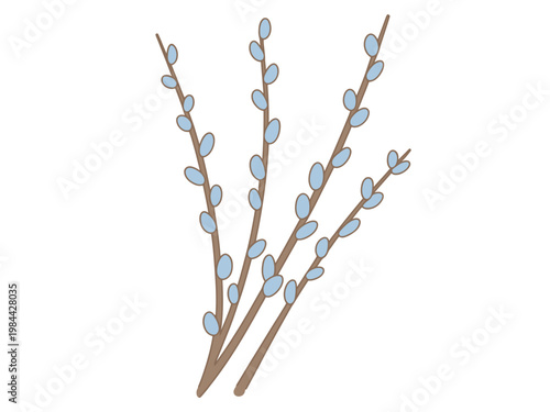 Delicate pussy willow branches with soft blue buds a clean white background catkins
