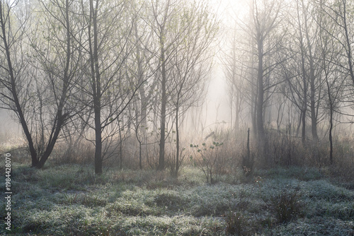 Fog diffuses the sunlight on an early March morning in East Texas.
