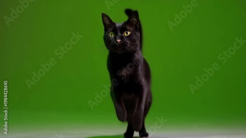 Black cat sitting and looking around on green screen background