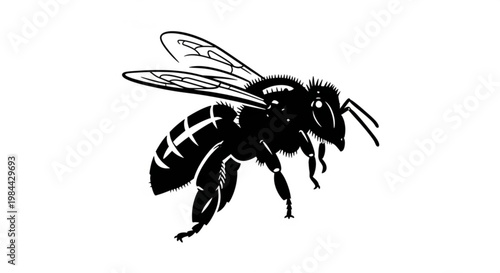 Bee vector illustration of a yellow and black bee on a white background in close-up nature insect style with wings and isolated macro view