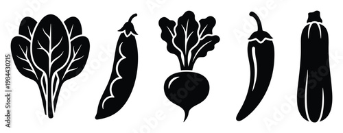 Assortment of organic garden produce including leafy greens peas beets hot peppers and squash in clean silhouette style perfect for culinary publications health food branding and dietary
