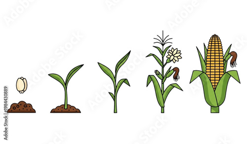 A vector graphic illustration of the growth stages of a corn plant