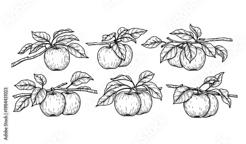 A black and white vector illustration of apples with leaves