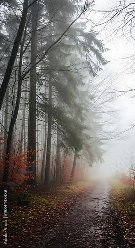 Misty forest path in autumn with fallen leaves and tall trees shrouded in fog creating a serene and atmospheric woodland scene