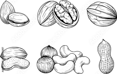 Hand-drawn assortment of nuts: almonds, walnuts, cashews, and peanuts in style