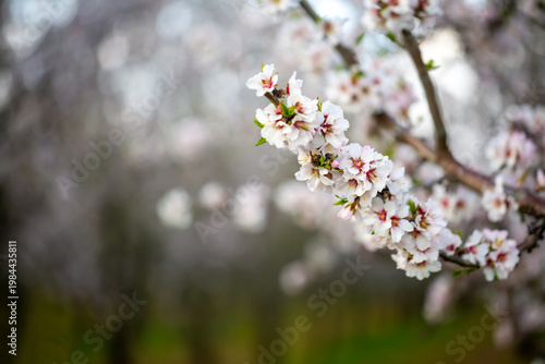 Lush Clusters of White and ...