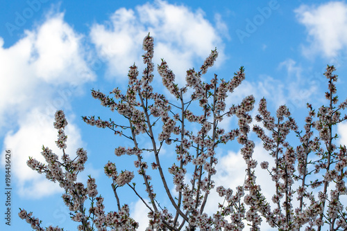 Lush Clusters of White and ...