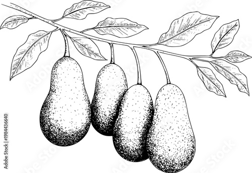 Hand-drawn of pears hanging from a branch with leaves, black and white fruit food