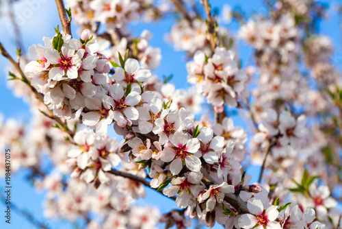 Lush Clusters of White and ...
