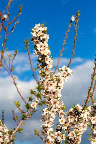 Lush Clusters of White and ...