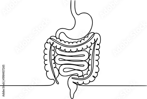 Minimalist line of human digestive system with stomach and intestines