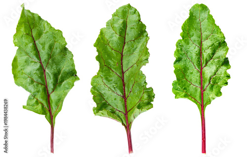 Set of fresh beet leaves with red veins isolated on white background.
