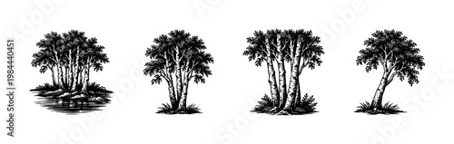 Black and white vector illustration of birch trees silhouette featuring various botanical elements