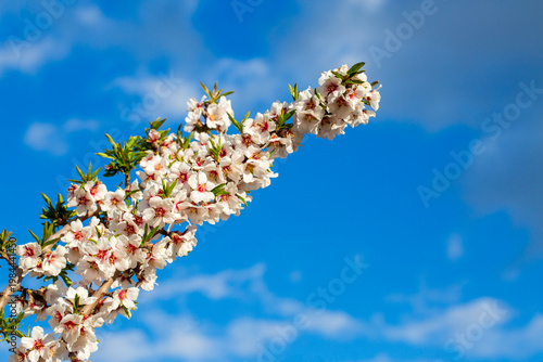 Lush Clusters of White and ...
