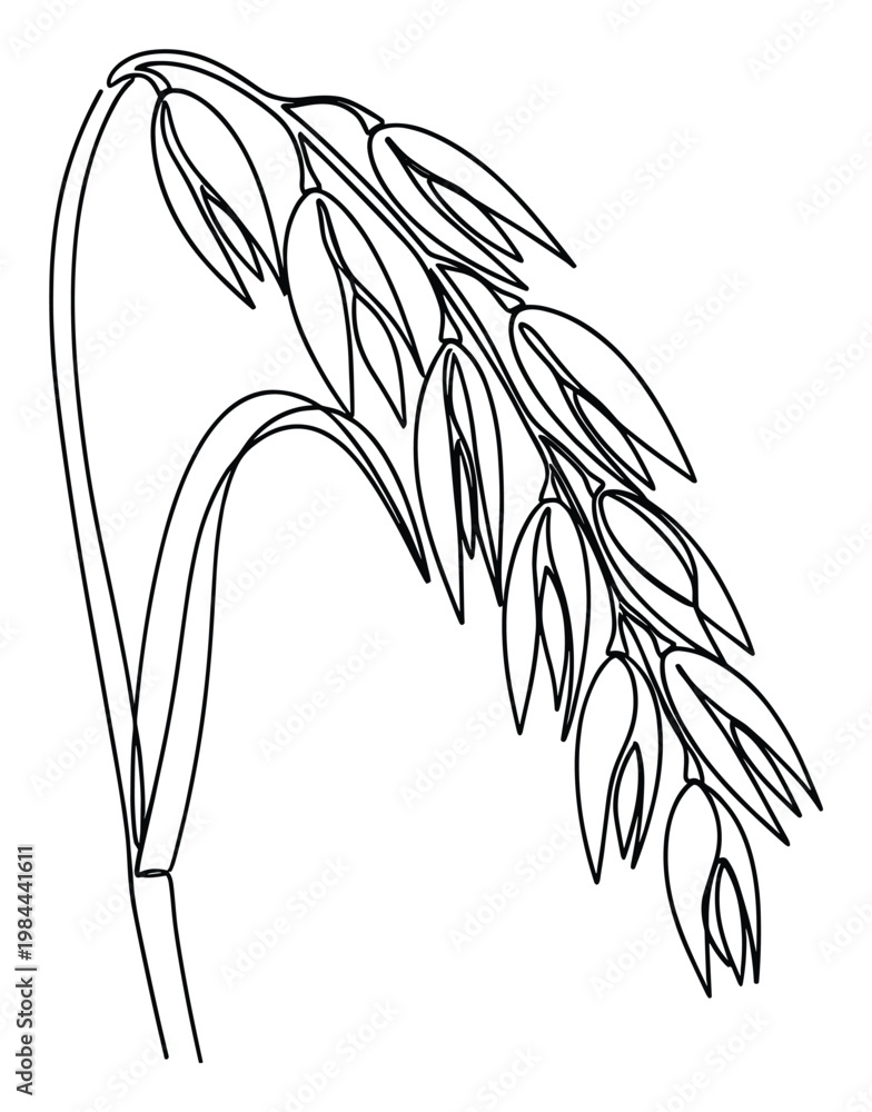 Obraz premium Minimalist continuous line drawing of a healthy oat plant with mature grains, perfect for food packaging, agricultural designs, and wholesome lifestyle branding projects